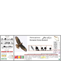 گونه سارگپه جنگلی European Honey Buzzard